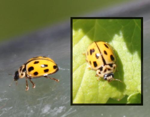 Propylea quatuordecimpunctata